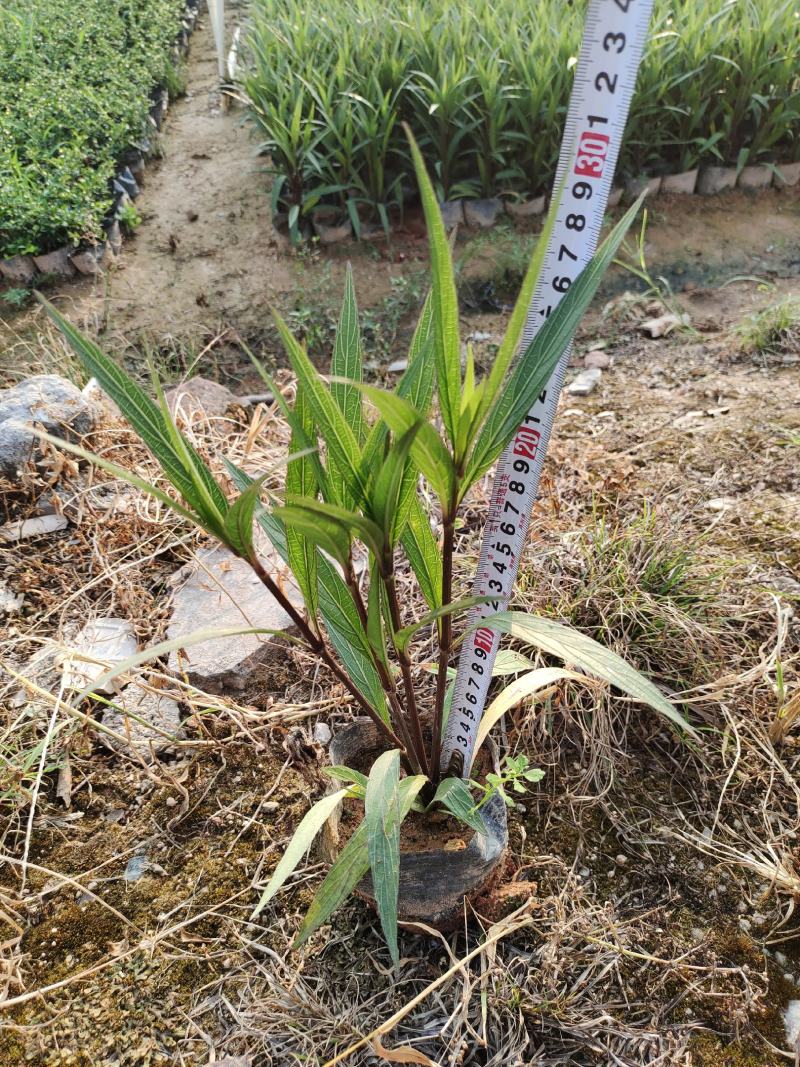 7斤翠芦莉，品质优良，价格实惠，诚信经营，