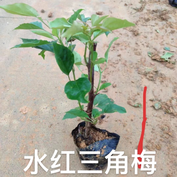 出售各种规格三角梅