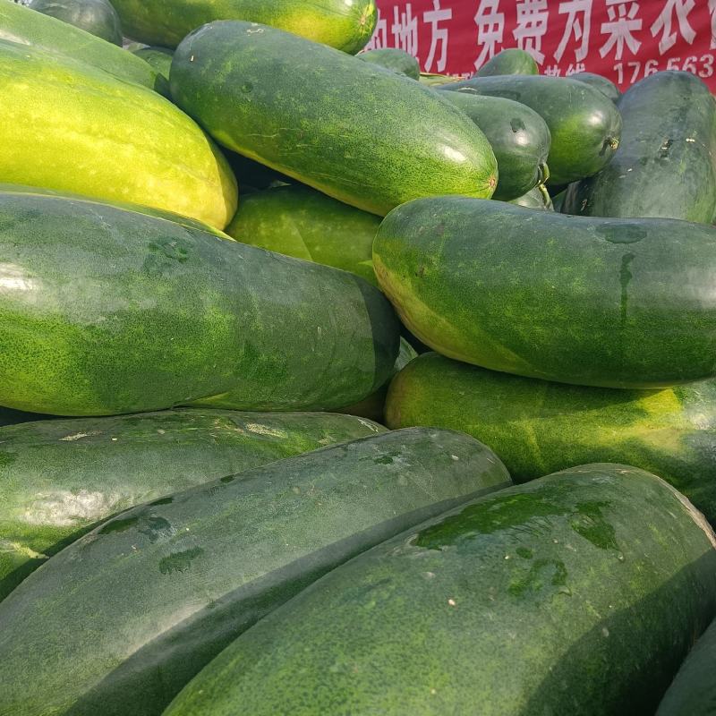 冬瓜