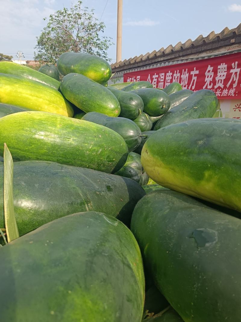 冬瓜