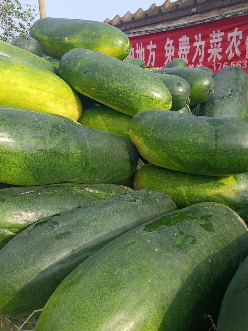 冬瓜