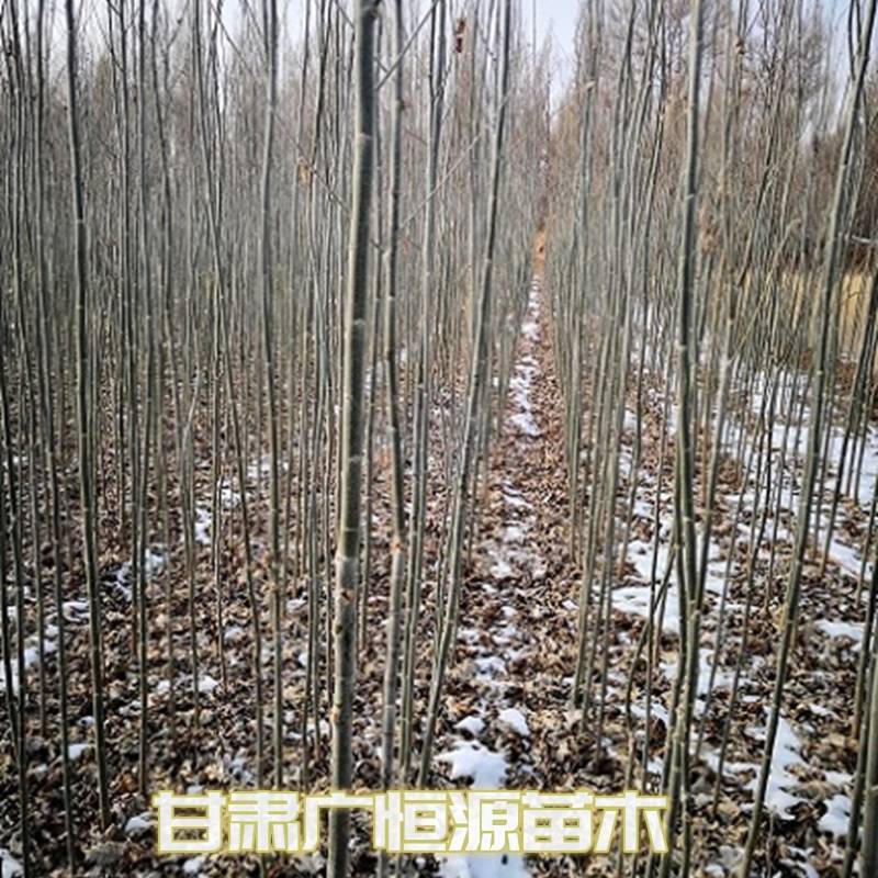新疆杨一年生新疆杨苗当年新疆杨基地