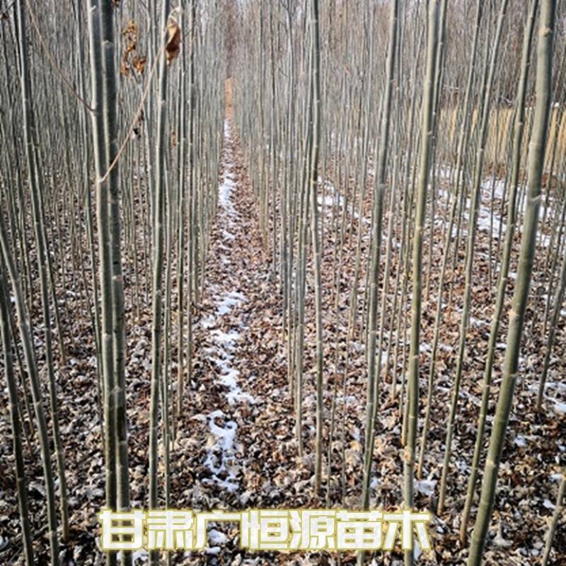 新疆杨一年生新疆杨苗当年新疆杨基地