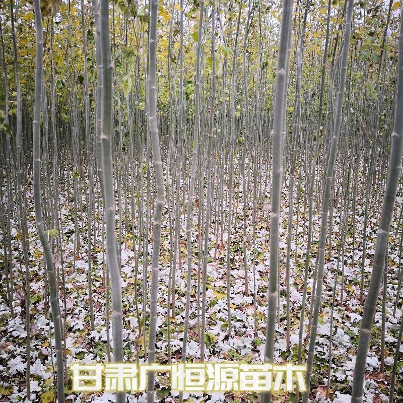 新疆杨一年生新疆杨苗当年新疆杨基地