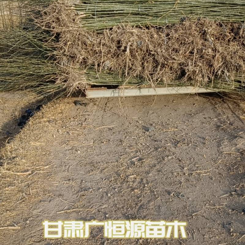 新疆杨一年生新疆杨苗当年新疆杨基地