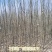 新疆杨一年生新疆杨苗当年新疆杨基地