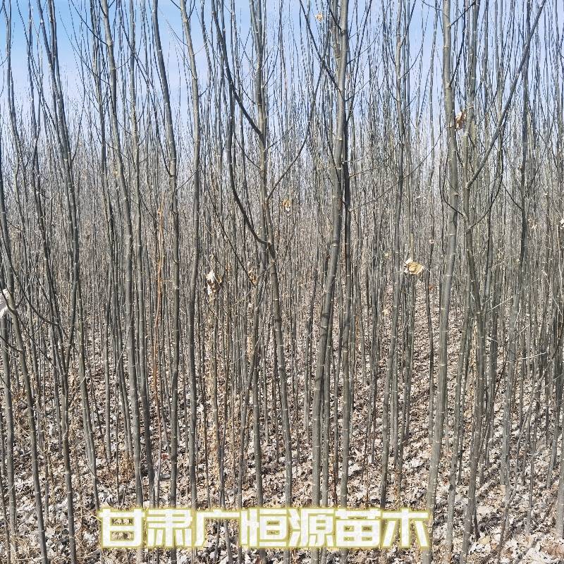 新疆杨一年生新疆杨苗当年新疆杨基地