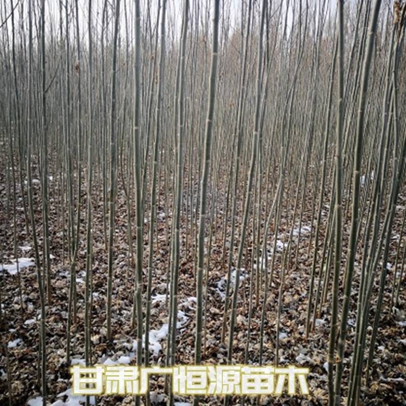 新疆杨一年生新疆杨苗当年新疆杨基地