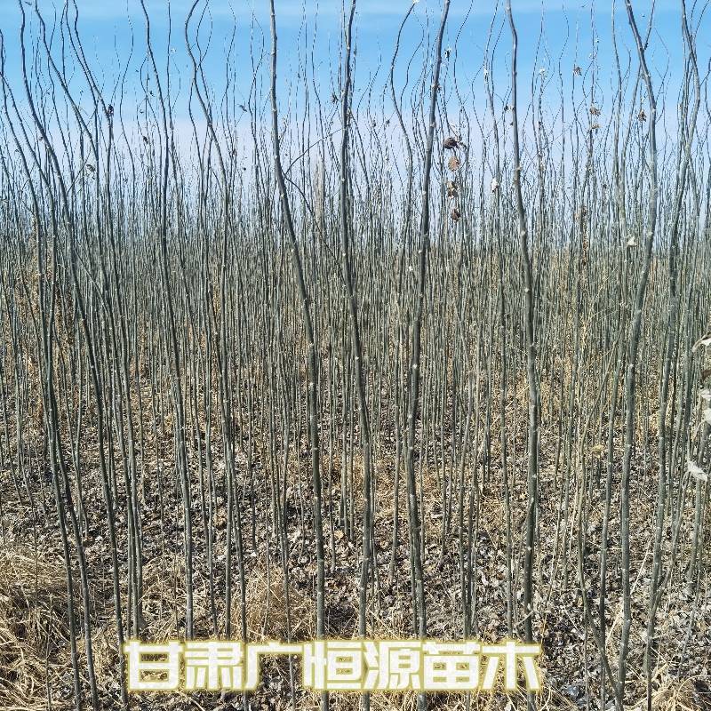 新疆杨一年生新疆杨苗当年新疆杨基地
