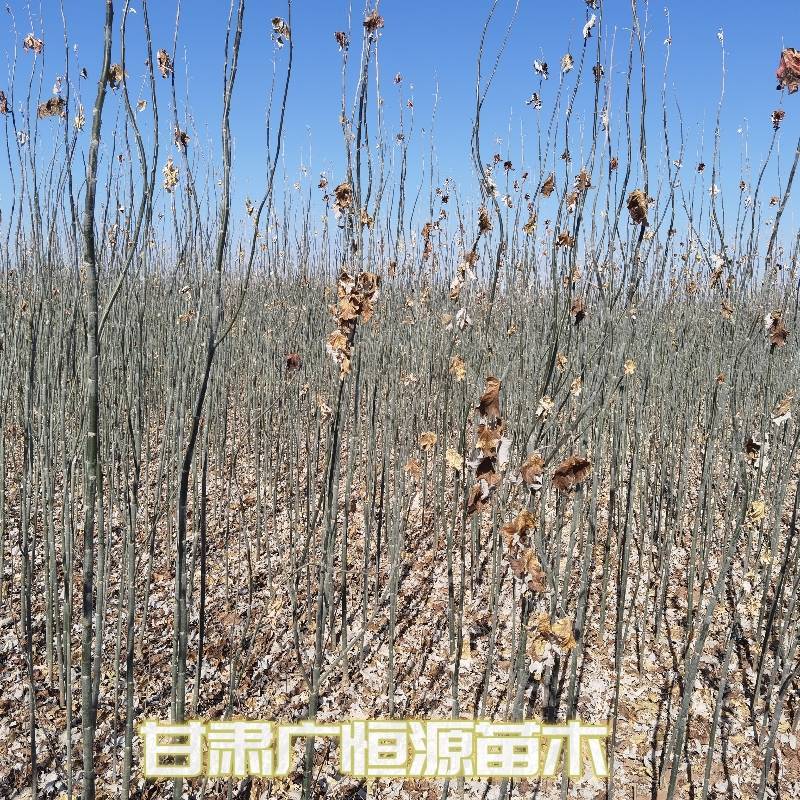 新疆杨一年生新疆杨苗当年新疆杨基地