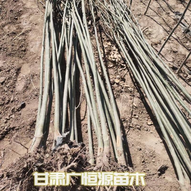 新疆杨一年生新疆杨苗当年新疆杨基地