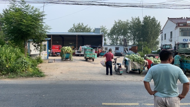 西农西瓜江苏西瓜宿迁产地直发大量有货价格公道电联采购