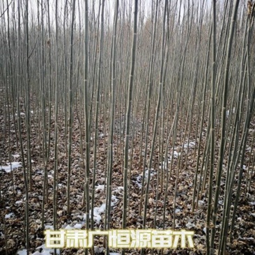 新疆杨一年生新疆杨苗当年新疆杨基地