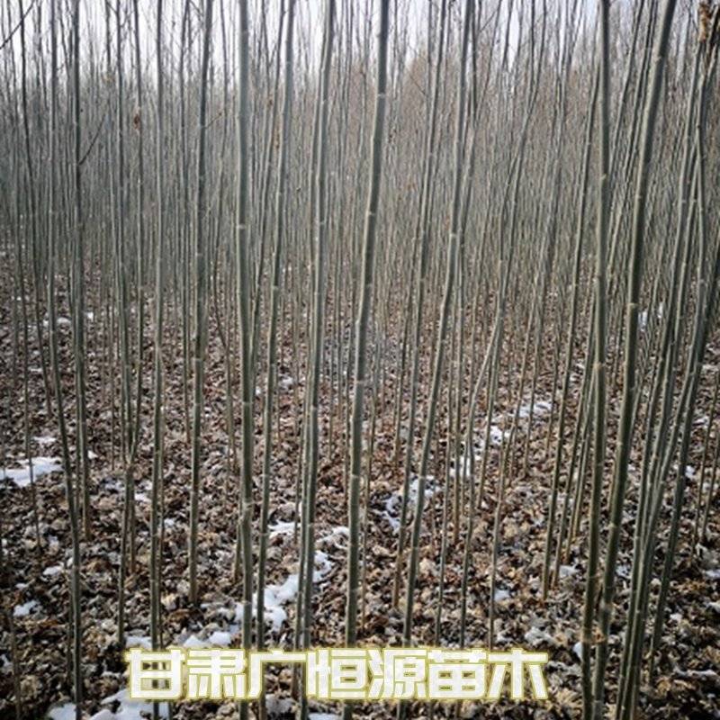 新疆杨一年生新疆杨苗当年新疆杨基地