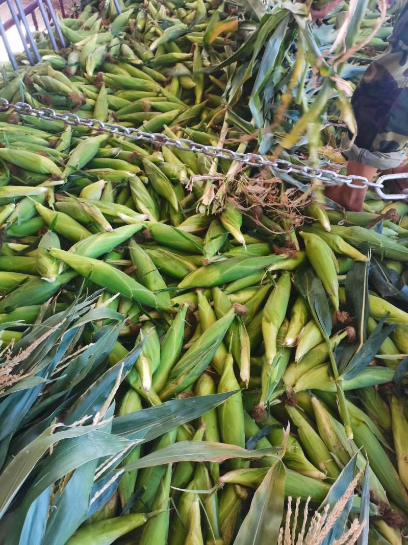 白糯玉米万糯188已上市