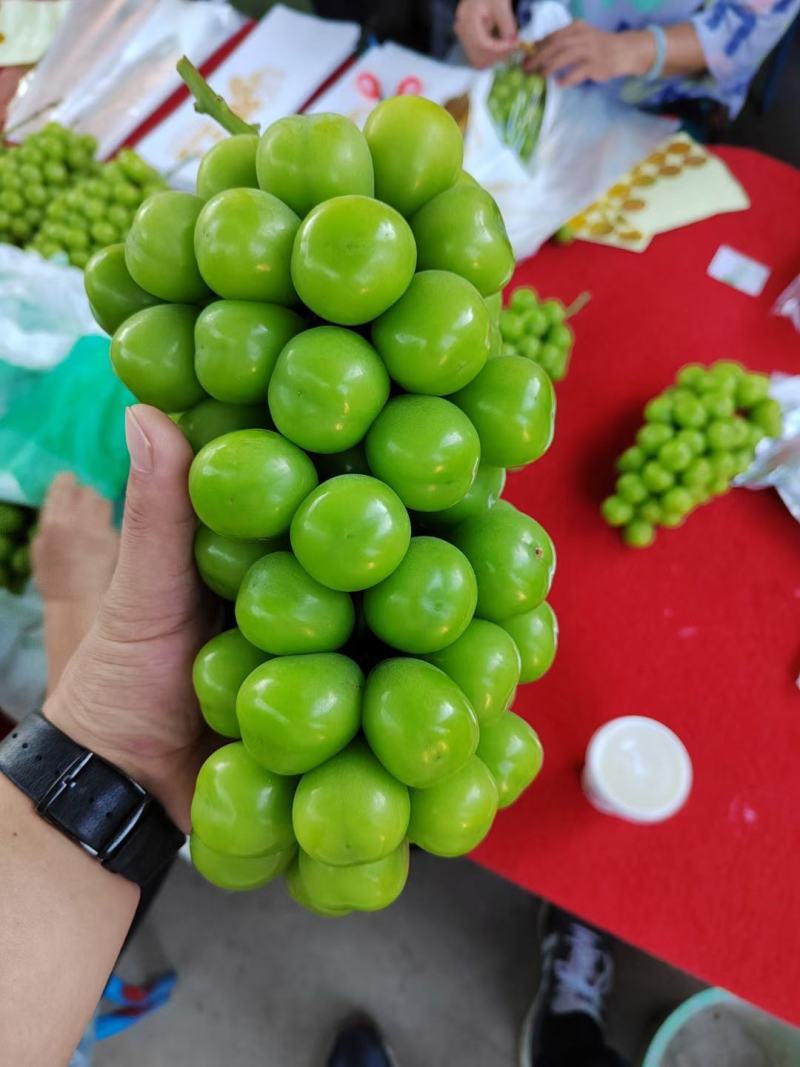 专做阳光玫瑰电商平台商超市场加工企业用果，也可代发全国各