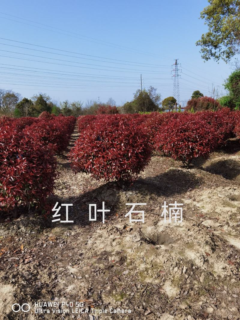 精品红叶石楠球80cm-1m蓬头1米光球