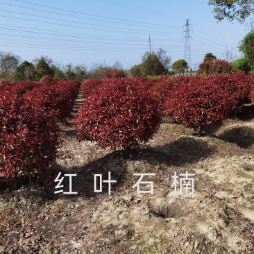 精品红叶石楠球80cm-1m蓬头1米光球