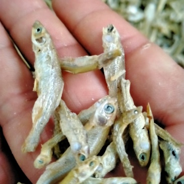 水煮晒干麦穗，小鱼仔，山坑鱼，嫩子鱼，仁子鱼，