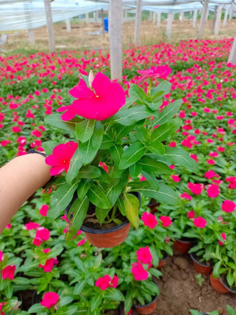 天天开长春花天天开价格长春花批发基地直销大量有货