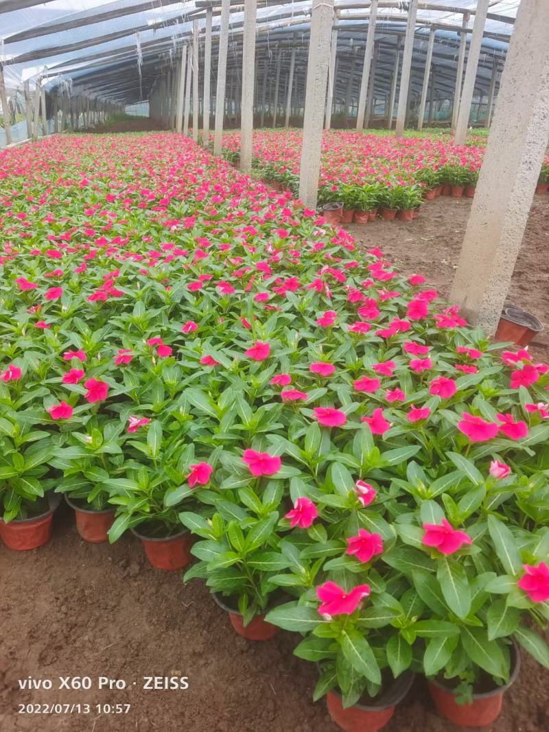 天天开长春花天天开价格长春花批发基地直销大量有货