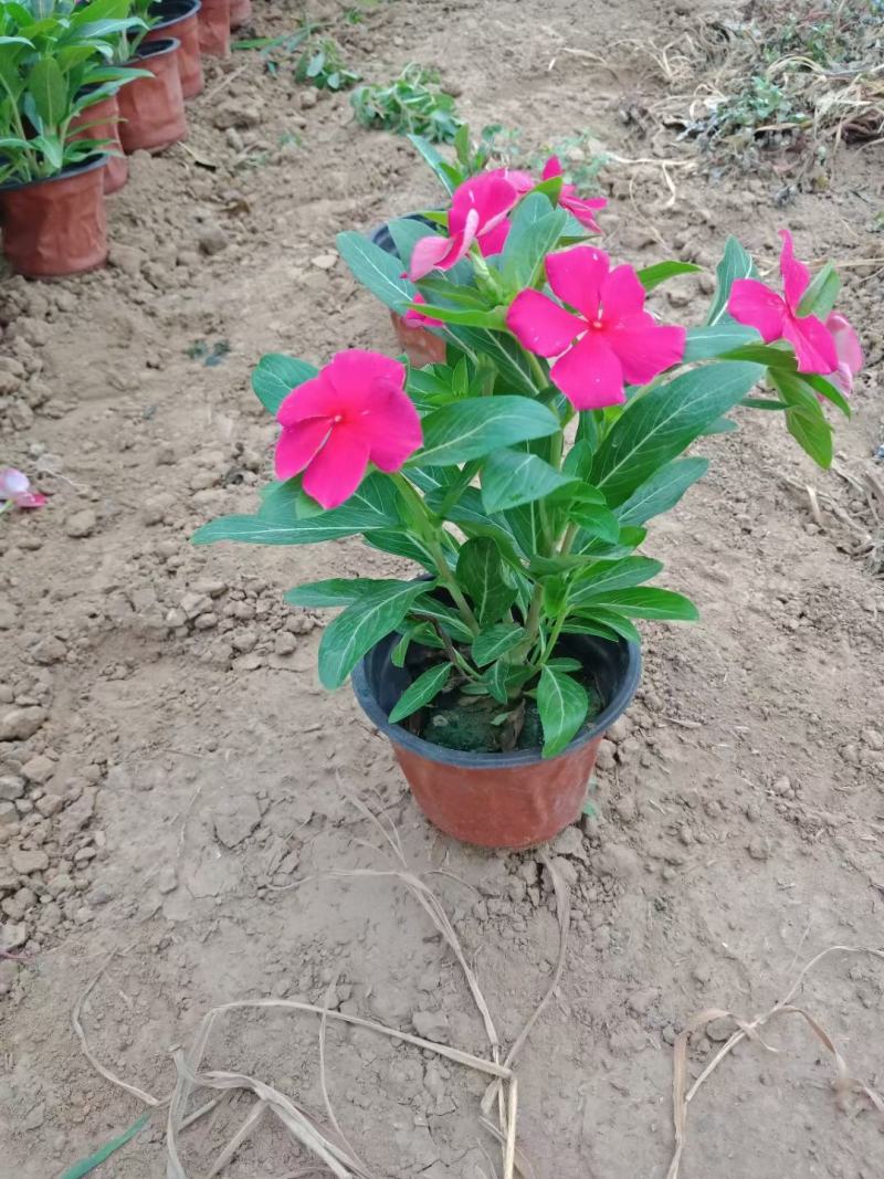 天天开长春花天天开价格长春花批发基地直销大量有货