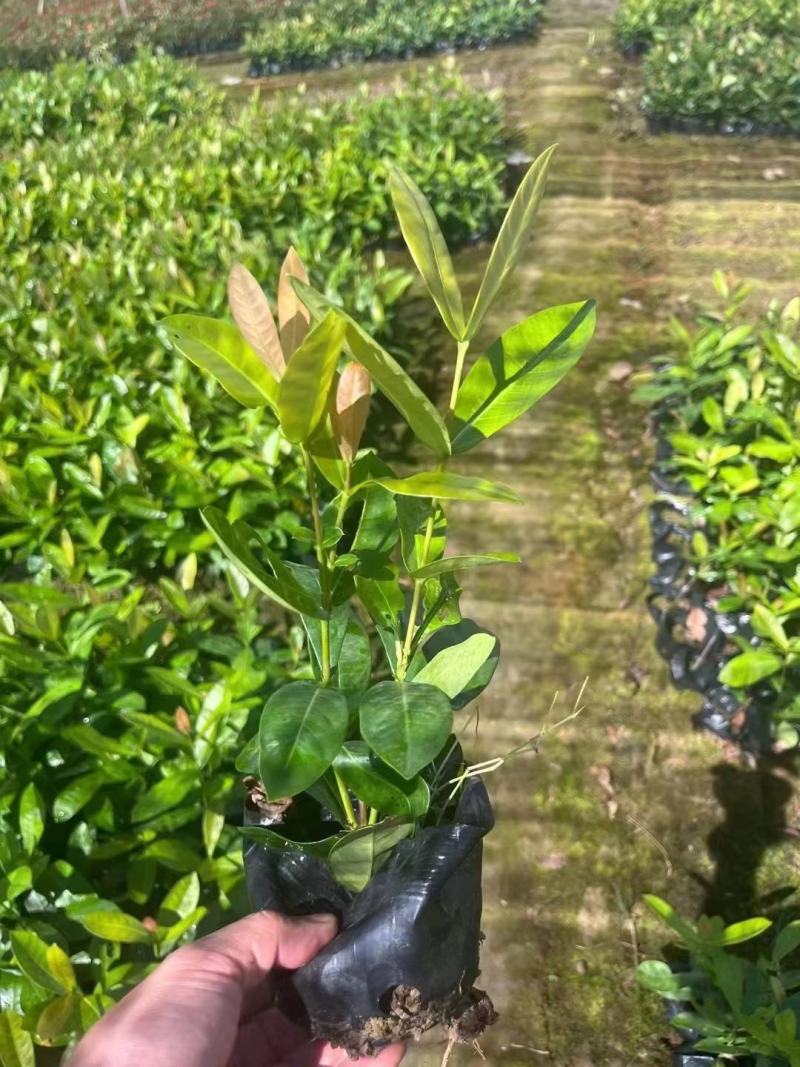 龙船花