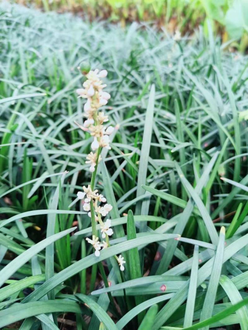 大叶麦冬