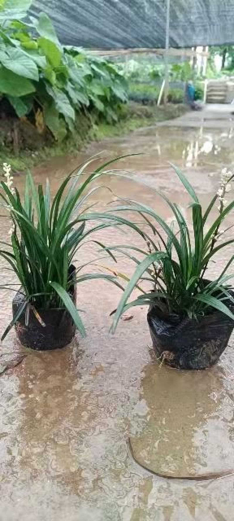 大叶麦冬