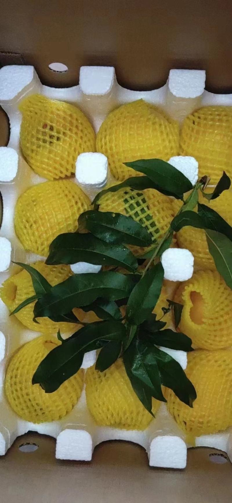 精品锦绣黄桃，一手货源品种保障货源充足