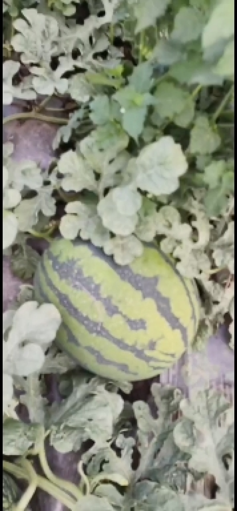 吉林甜王西瓜大面积上市产地直销一次合作终身朋友，