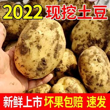 【店长推荐】优选陕西V7土豆基地直发量大从优一条龙服务