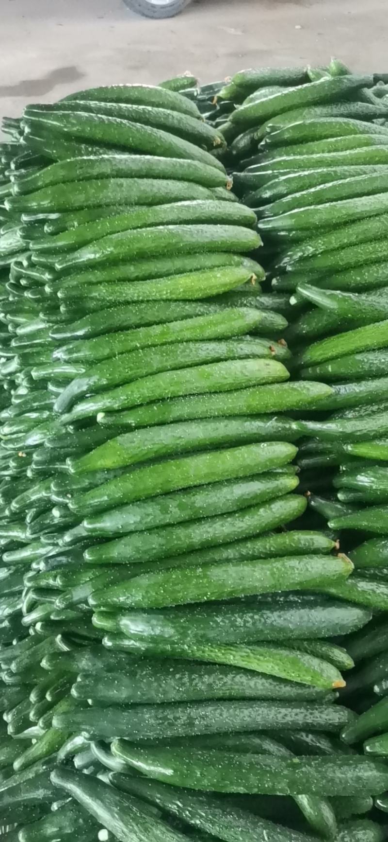 优质黄瓜，质量好，种植面积大，青皮，带刺。