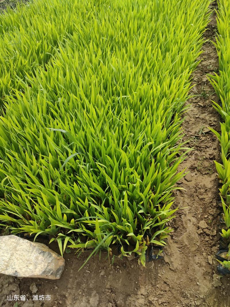 蓝花鸢尾老鸢尾蓝花鸢尾价格蓝花鸢尾批发基地直销大