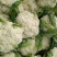 高原夏菜，精品散花，量大质优，价格实惠！