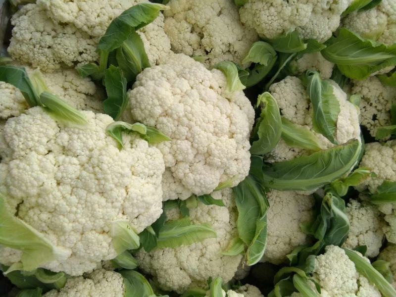 高原夏菜，精品散花，量大质优，价格实惠！