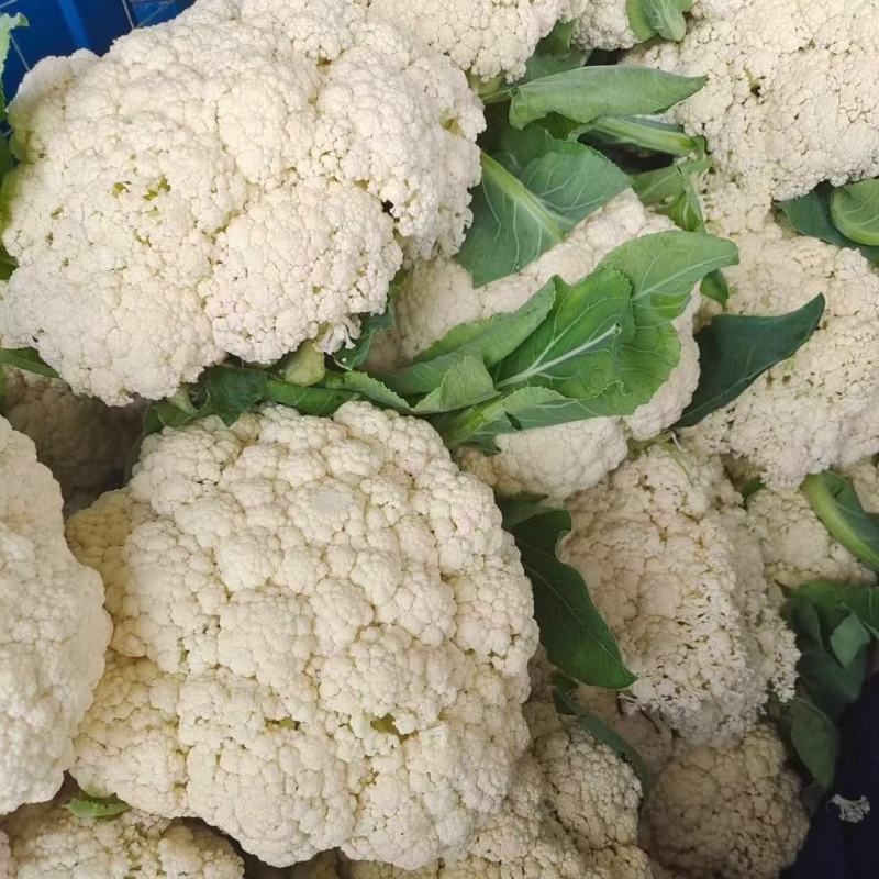 高原夏菜，精品散花，量大质优，价格实惠！