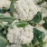 高原夏菜，精品散花，量大质优，价格实惠！
