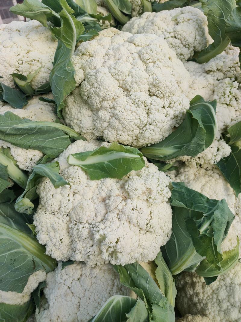 高原夏菜，精品散花，量大质优，价格实惠！