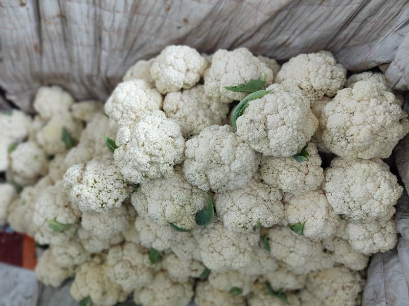 高原夏菜，精品散花，量大质优，价格实惠！