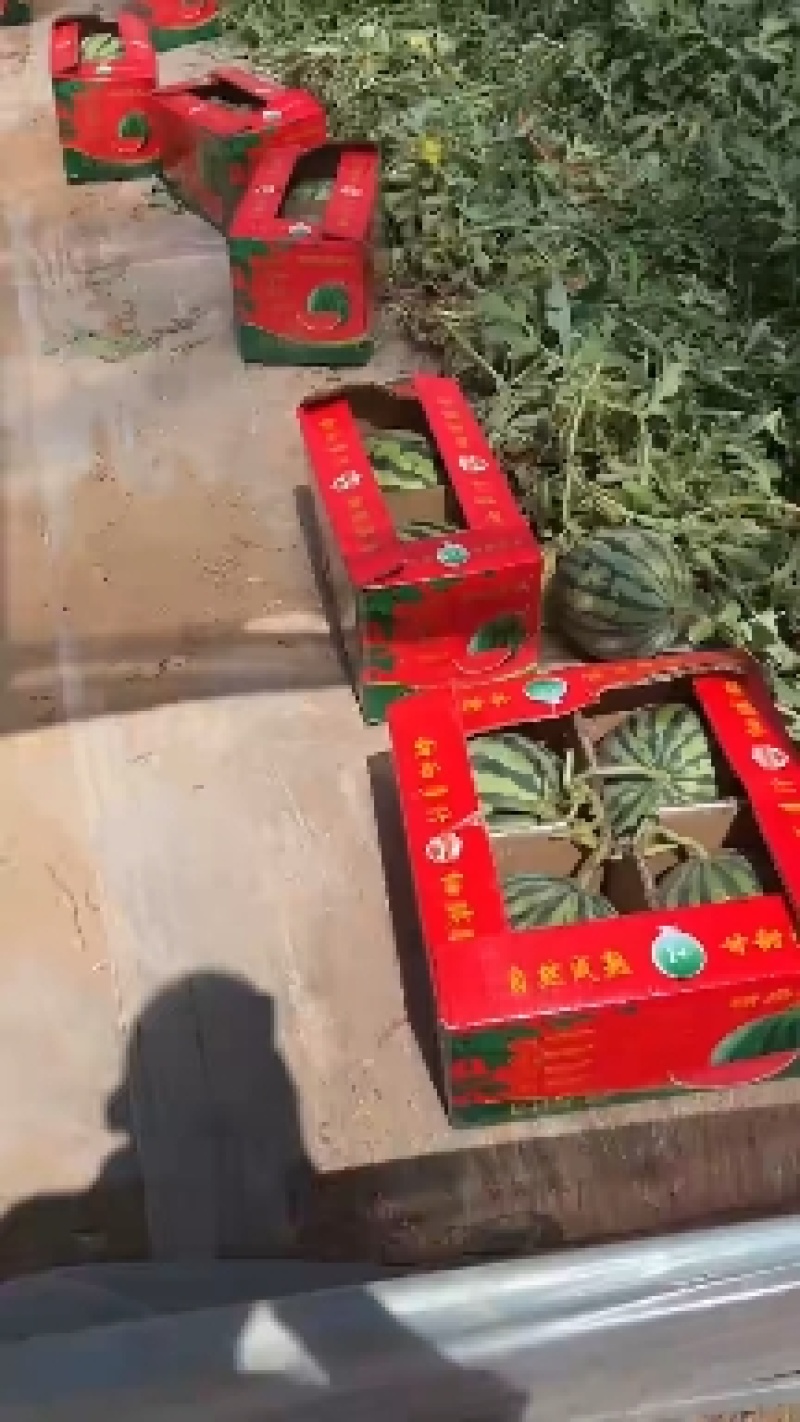 精品美都西瓜现摘现发头茬西瓜代发全国，承接商超，电商