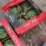 精品美都西瓜现摘现发头茬西瓜代发全国，承接商超，电商