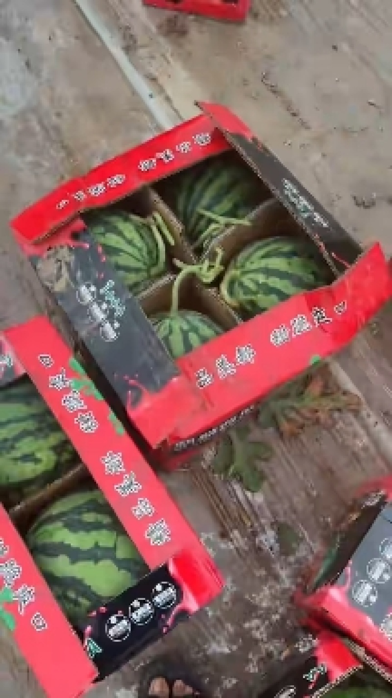 精品美都西瓜现摘现发头茬西瓜代发全国，承接商超，电商