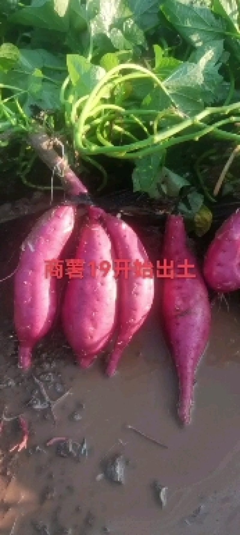 河北商薯19大量上市沙土地颜色好条行好干面甜