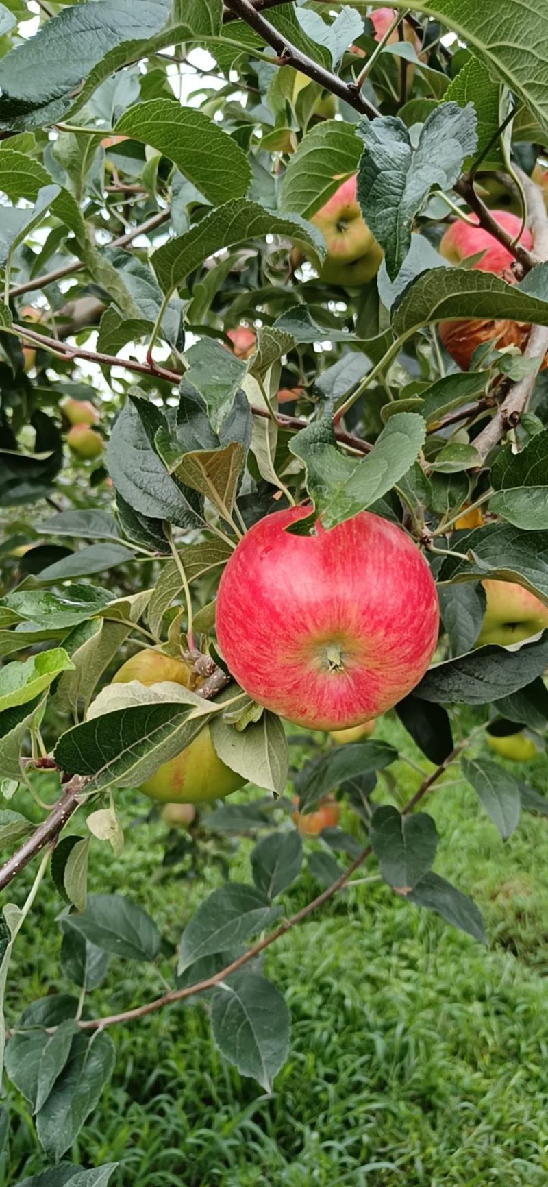华硕苹果