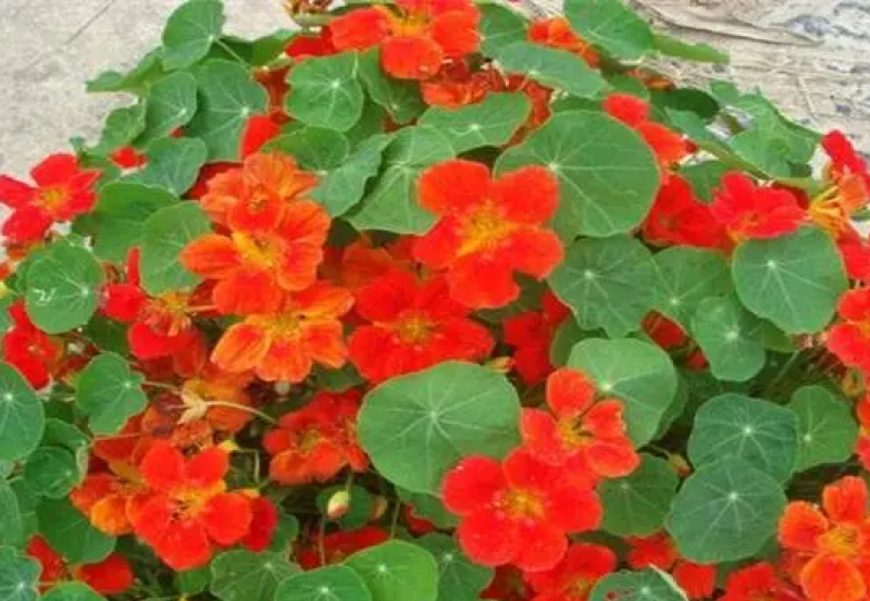 旱金莲种子多年生宿根四季可播易成活旱荷花净化空气爬藤花种