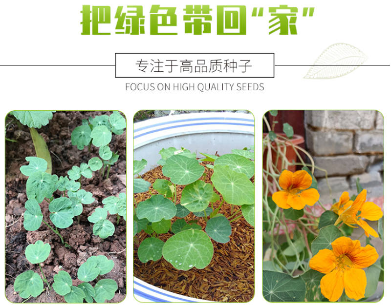 旱金莲种子多年生宿根四季可播易成活旱荷花净化空气爬藤花种