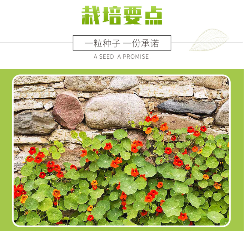 旱金莲种子多年生宿根四季可播易成活旱荷花净化空气爬藤花种