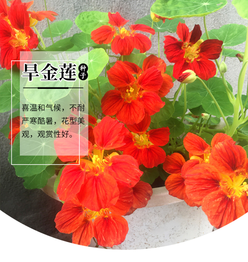 旱金莲种子多年生宿根四季可播易成活旱荷花净化空气爬藤花种