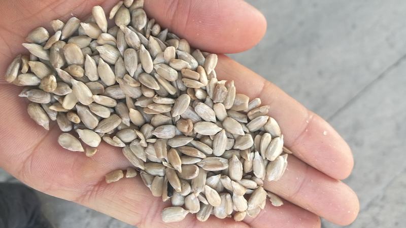 中牟油葵仁，保加利亚油葵仁食品厂用油葵仁